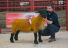 Overall Champion lot 9 (Ewe) from I and J Barbour Solwaybank sold for 3000